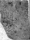 piri_l.gif (12866 bytes)